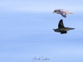 Fulmar boréal et son reflet