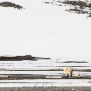 Ourse polaire et ses deux oursons de  6 mois