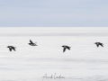 Guillemot de Brunnich