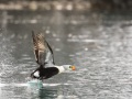 Eider à tête grise