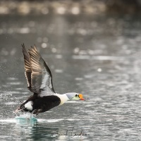 Eider à tête grise