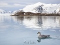 Fulmar boréal