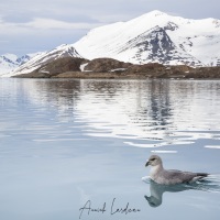 Fulmar boréal