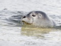 Phoque veau marin