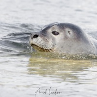 Phoque veau marin