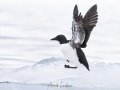 Guillemot de Brunnich