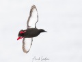 Guillemot à miroir