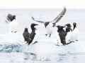 Guillemot de Brunnich