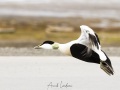 Eider à duvet