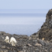 Rencontre à terre avec une ourse polaire et son jeune de 18 mois