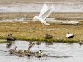Tentative de prédation du goéland bourgmestre sur les canetons d'eider à duvet