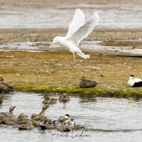 Tentative de prédation du goéland bourgmestre sur les canetons d'eider à duvet