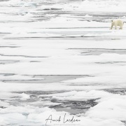 Ours polaire sur la banquise
