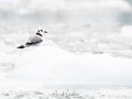 Mouette tridactyle juvénile