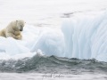 Ours polaire