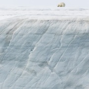 Improbable observation: Ours polaire sur la calotte glaciaire de l'ile du Nord-Est