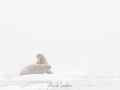 Morse dans le brouillard