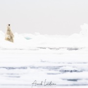 Ours polaire sur la banquise