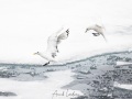 Mouette ivoire et mouette tridactyle