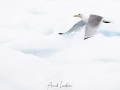 Mouette tridactyle