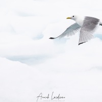 Mouette tridactyle