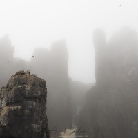 Falaises dans le brouillard