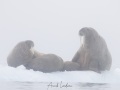 Morse dans le brouillard: femelles allaitant leur petit