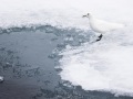 Mouette ivoire