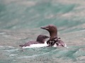 Guillemot de Brunnich: adulte et son jeune