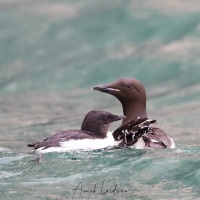 Guillemot de Brunnich: adulte et son jeune