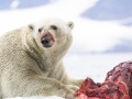 Ours polaire se repaissant d'un phoque barbu