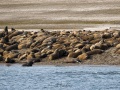 Troupeau de morses sur la plage