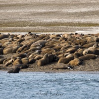 Troupeau de morses sur la plage