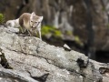 renard polaire en maraude