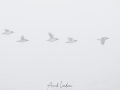 Guillemot de Brunnich dans le brouillard