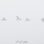 Guillemot de Brunnich dans le brouillard