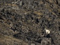 Ours polaire gravissant un col