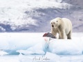 Ours polaire se repaissant d'un phoque barbu