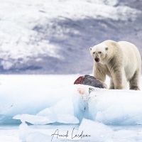 Ours polaire se repaissant d'un phoque barbu