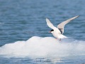 Sterne arctique