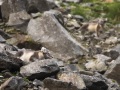Renard polaire