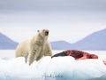 Ours polaire se repaissant d'un phoque barbu