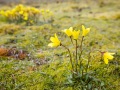 Saxifrage oeil de bouc