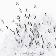 Mergule nain: nuée