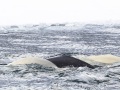Beluga: deux adultes et un jeune