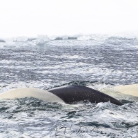 Beluga: deux adultes et un jeune