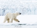 Ours polaire