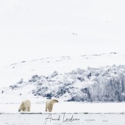 Ours polaire: rencontre pacifique de deux individus