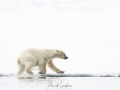 Jeune ours polaire jouant
