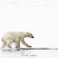 Jeune ours polaire jouant